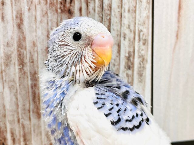 早く飛びたいなぁ🫧セキセイインコ（パイド）ヒナ