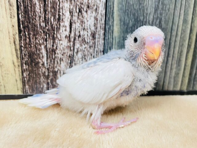 元気いっぱい暴れん坊🌟セキセイインコ（パイド）ヒナ