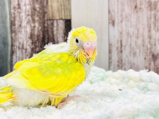 セキセイインコ