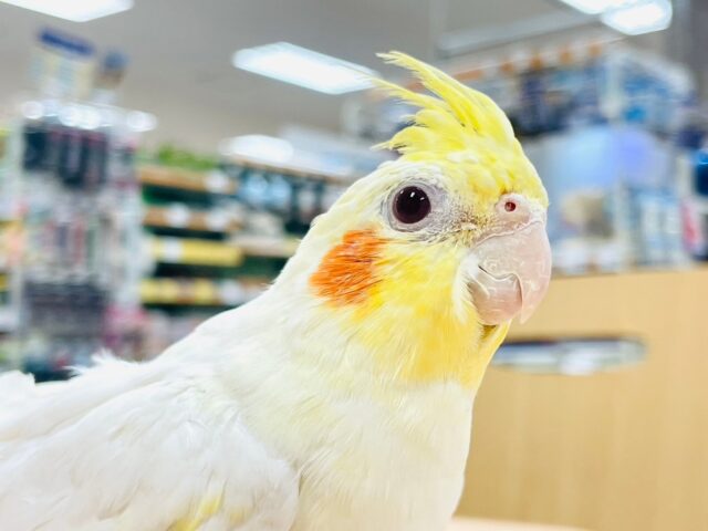 【最新動画更新🪄1人エサ☆】うるうるお目目〜💓オカメインコ（ルチノー）ヒナ