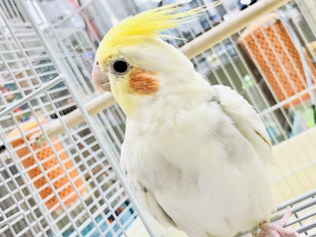 オカメインコ