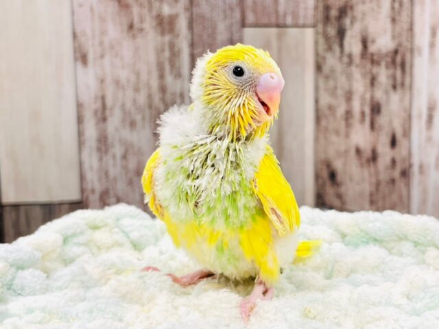 セキセイインコ