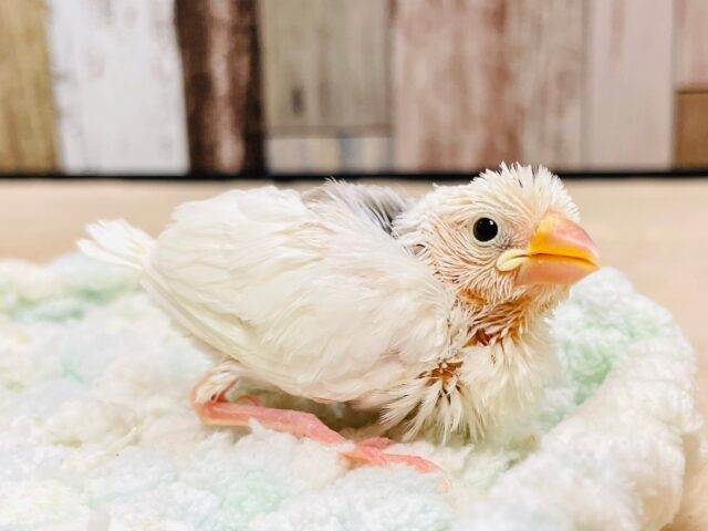 大きいお口でアピール❤︎白文鳥　ヒナ