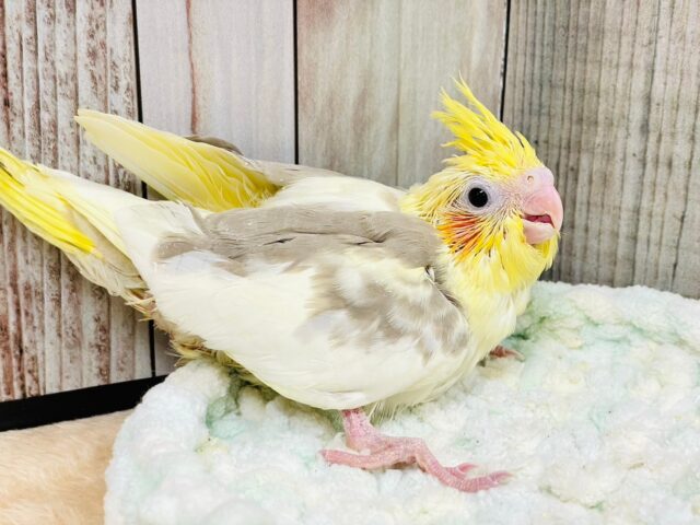 オカメインコ