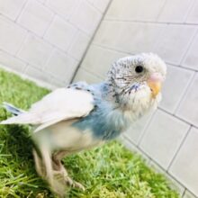 元気いっぱいわんぱくちゃん(#^.^#)　セキセイインコ