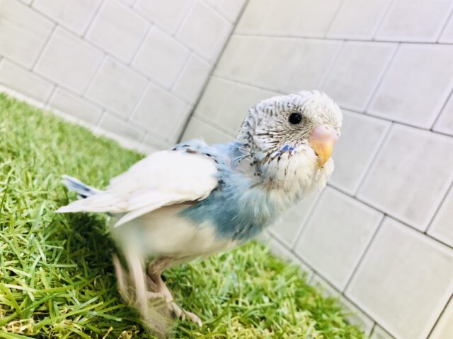 元気いっぱいわんぱくちゃん(#^.^#)　セキセイインコ