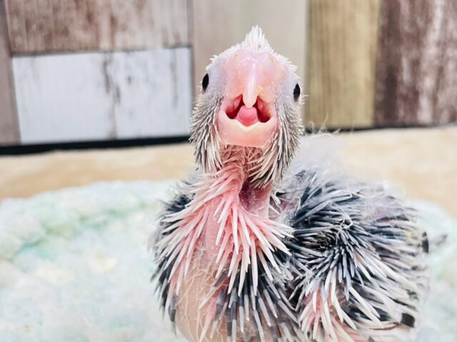 オカメインコ