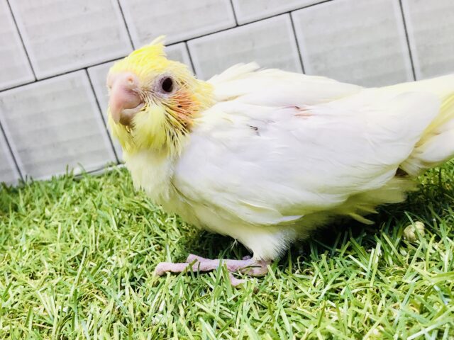 オカメインコ