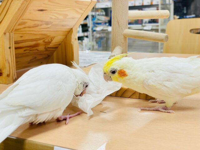 オカメインコ