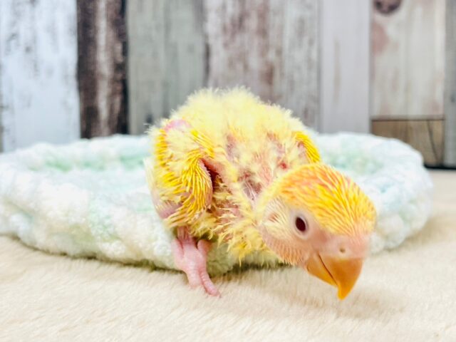 コザクラインコ（小桜インコ）