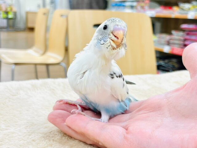 セキセイインコ