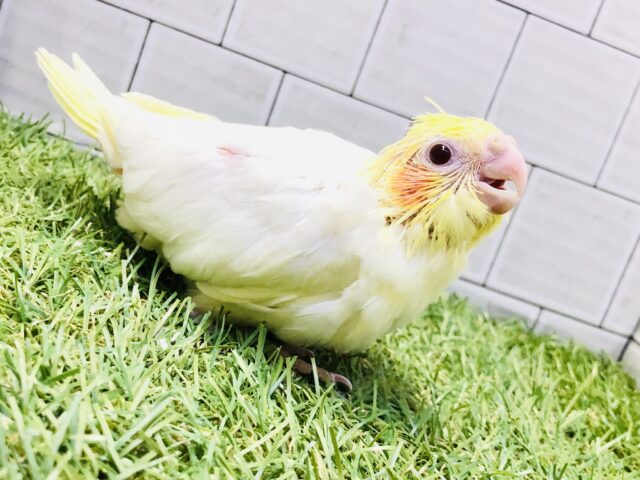 オカメインコ