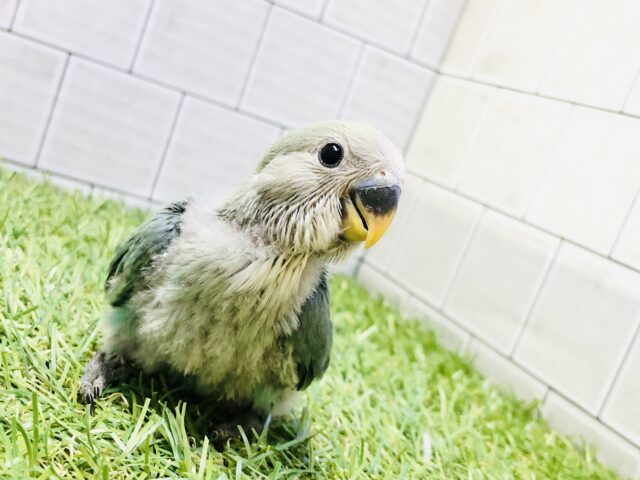 コザクラインコ（小桜インコ）