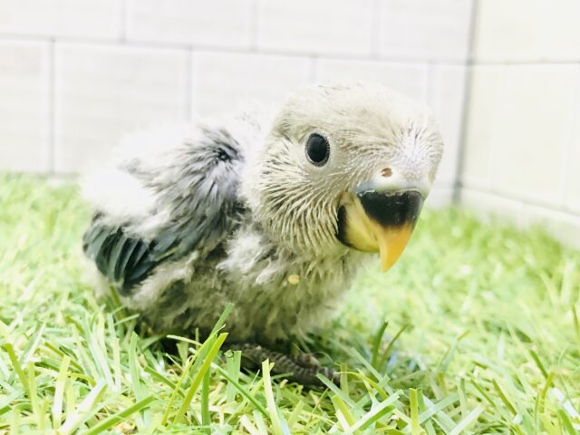 ワタワタボディがどんなカラーになるかな？？　コザクラインコ