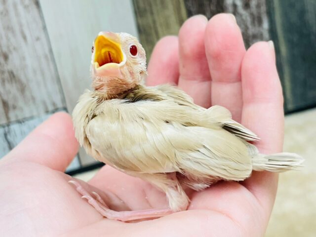 ほっこりミルクティー(*´˘`*)♥シナモン文鳥　ヒナ