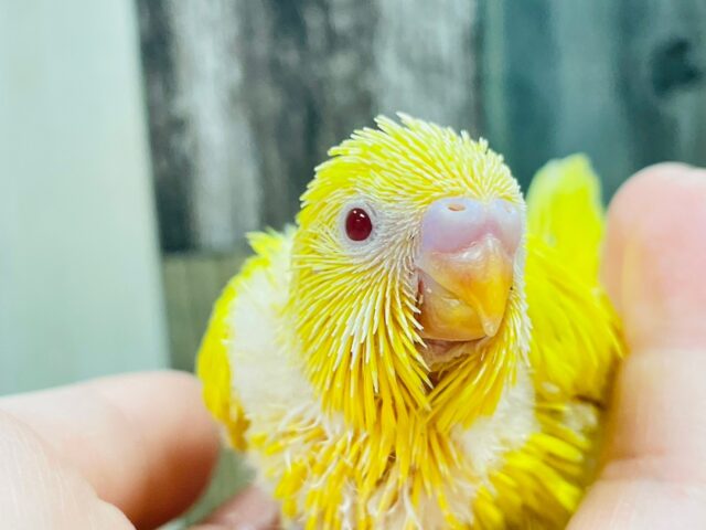 透き通った赤目ちゃん𖤐´-セキセイインコ（ルチノー）ヒナ