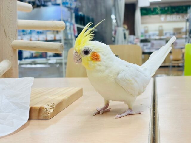 オカメインコ