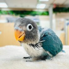 【最新画像更新🪄】青の妖精さん🧚ブルーボタンインコ　ヒナ