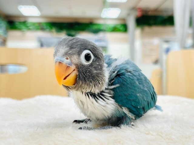 【最新画像更新🪄】青の妖精さん🧚ブルーボタンインコ　ヒナ