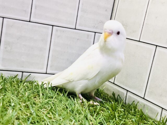 人気のホワイトカラーが降臨！？　セキセイインコ