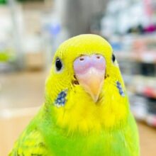 【最新画像更新🪄】明るく輝くカラー☆セキセイインコ（パイド）ヒナ