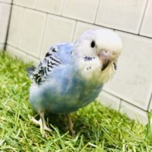 元祖セキセイインコ？？　セキセイインコ