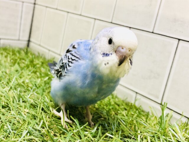 元祖セキセイインコ？？　セキセイインコ