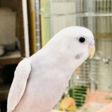 【最新画像更新☆☆】お久しぶりレアカラー！！　セキセイインコ