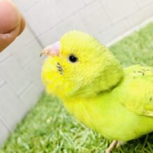 背中でかっこよく何かを語る？？　セキセイインコ