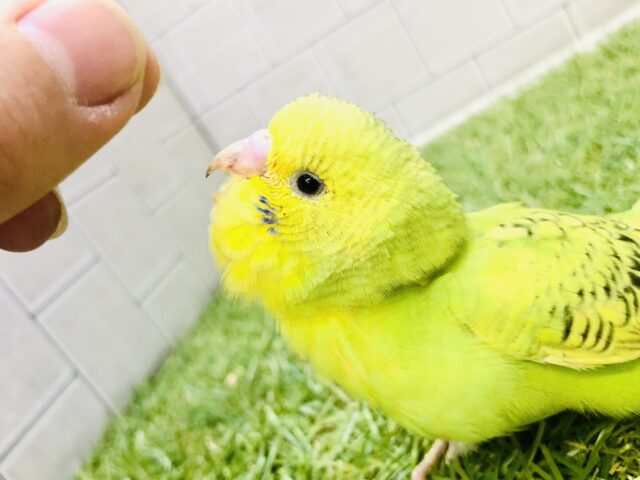 背中でかっこよく何かを語る？？　セキセイインコ