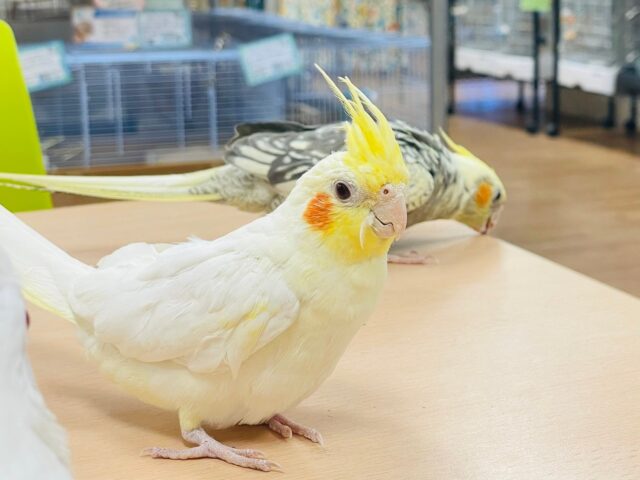 オカメインコ