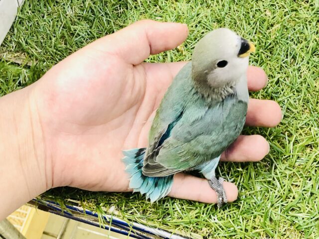 コザクラインコ（小桜インコ）