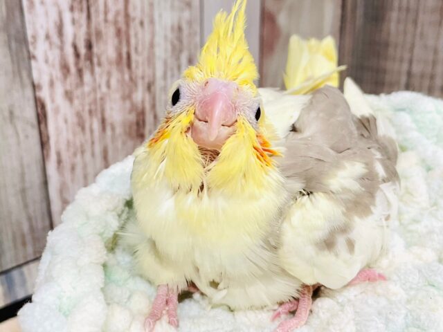 ヒナ鳴きが止まらない🫧オカメインコ（シナモン）ヒナ