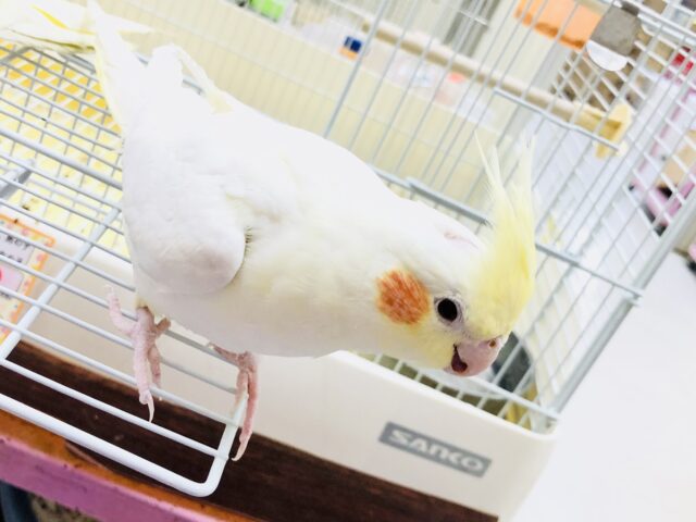 オカメインコ