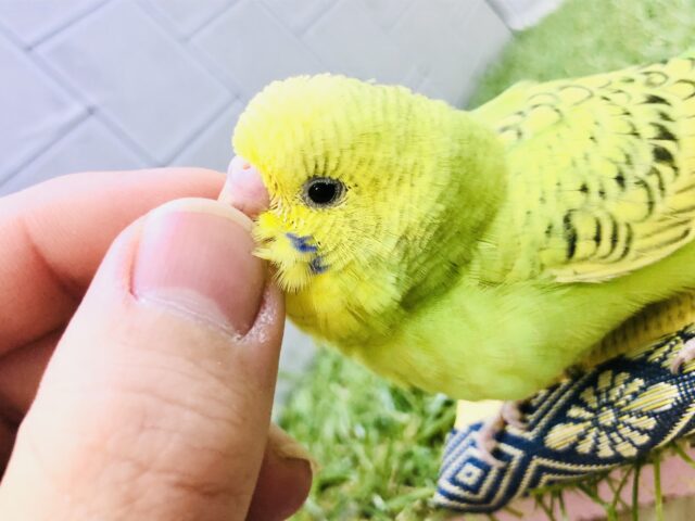 セキセイインコ