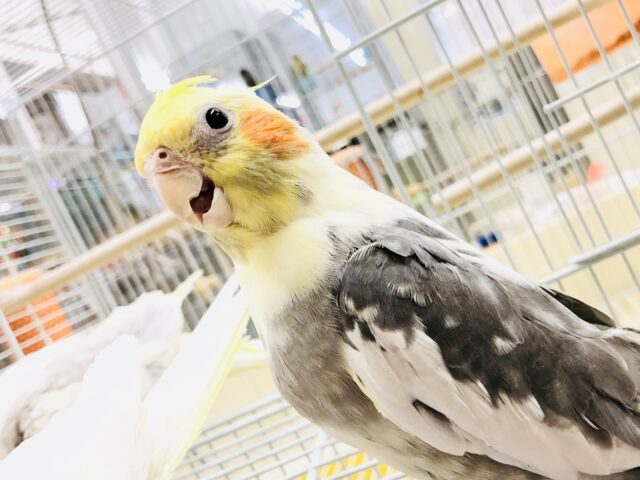 ムチムチマイペースに生活してます・・・　オカメインコ