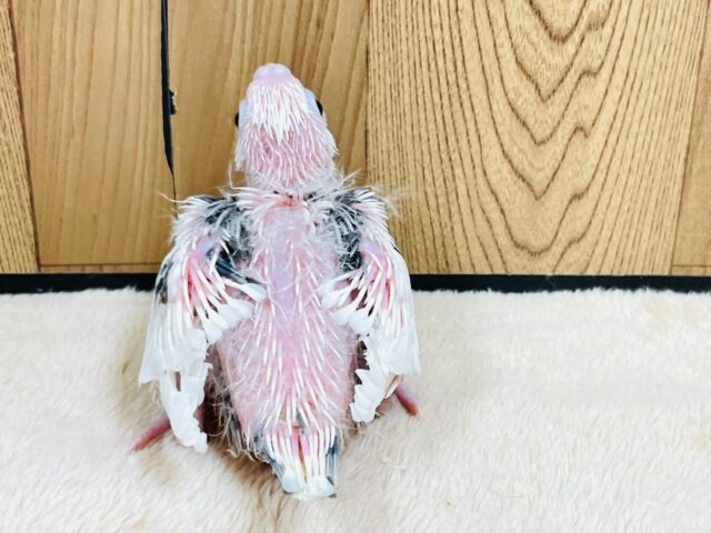 オカメインコ