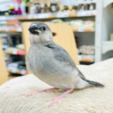 【最新画像更新🪄】ご飯大好き食いしん坊♡桜文鳥　ヒナ