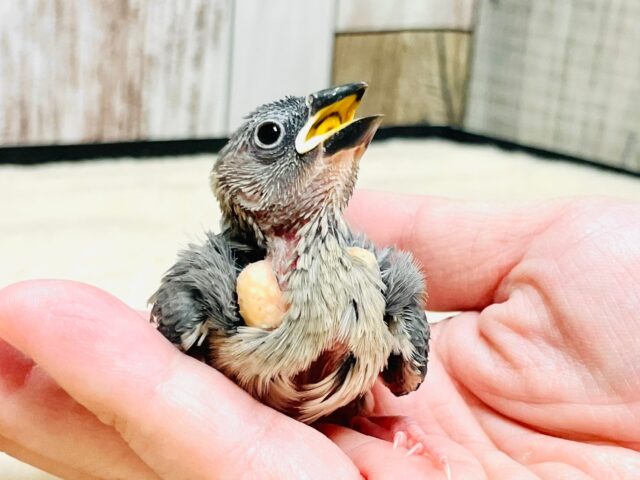 ご飯大好き食いしん坊♡桜文鳥　ヒナ