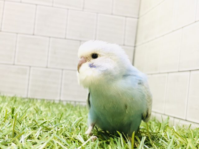 美しいカラーに一目惚れ？？　セキセイインコ