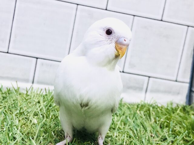 そろそろ都心では雪が見れるのかな？？　セキセイインコ