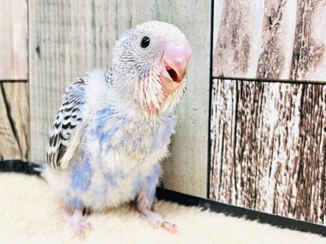 表情が個性豊か❤︎セキセイインコ（オパーリン）