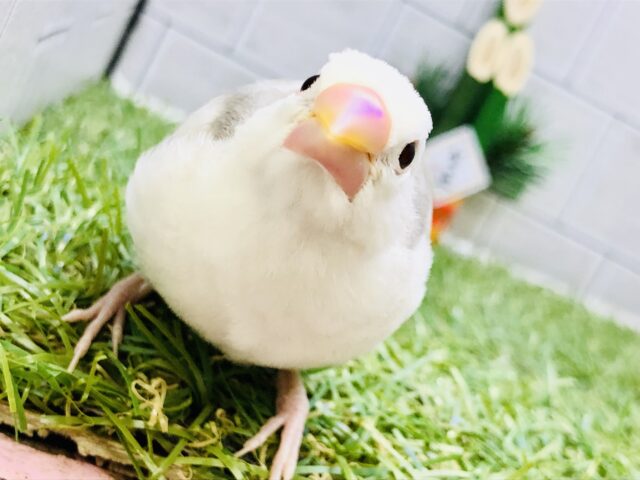 白文鳥