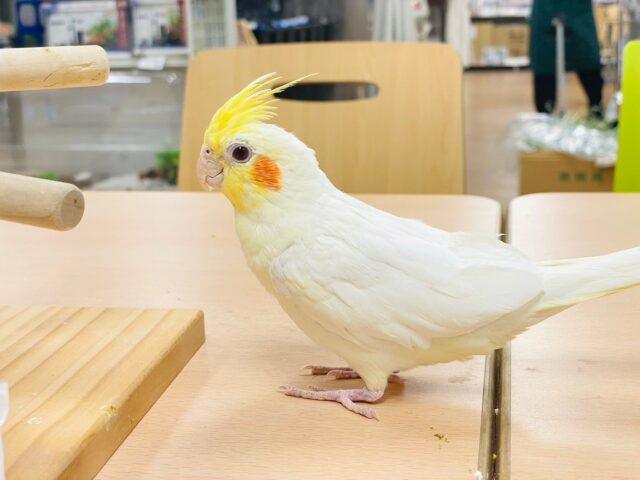 オカメインコ