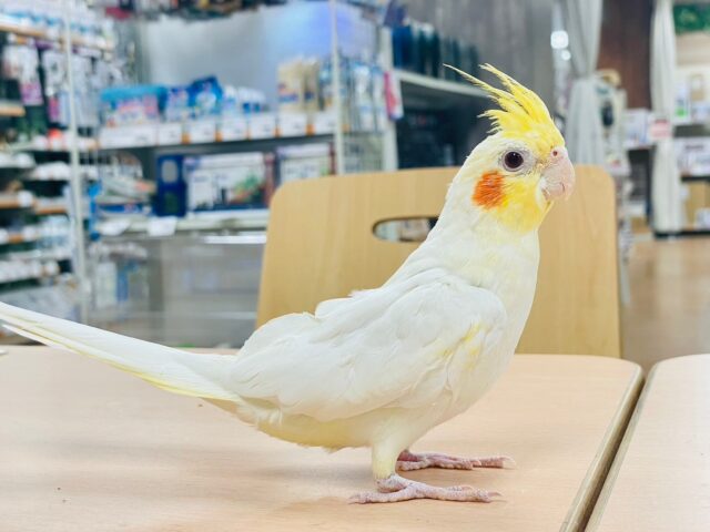 オカメインコ