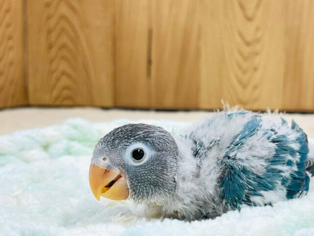 ブルーボタンインコ