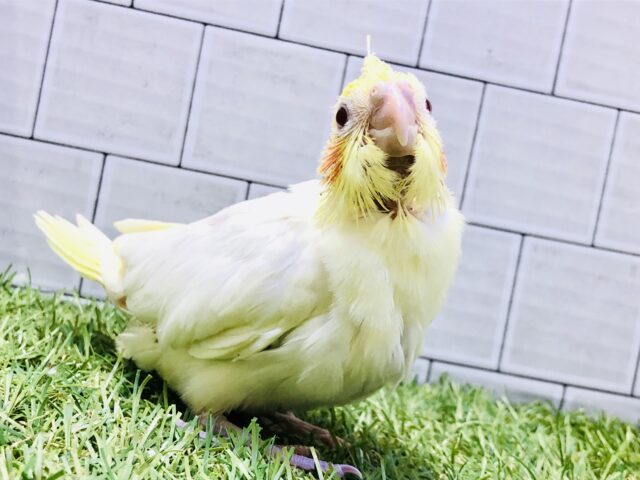 オカメインコ