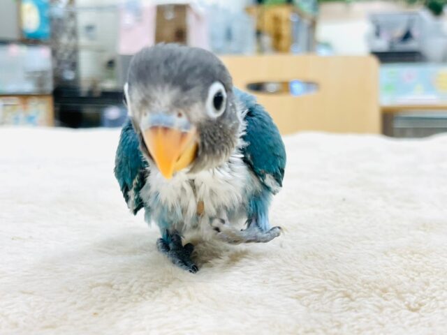 ブルーボタンインコ