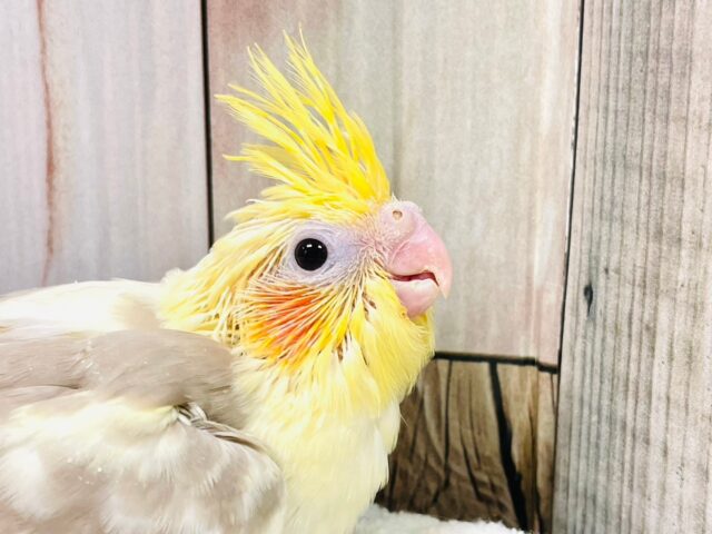 オカメインコ