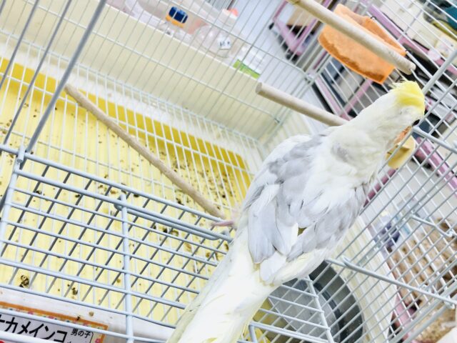 オカメインコ